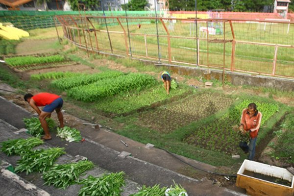 Viral! Stadion Markas PSM Jadi Kebun Sayur - iMSPORT